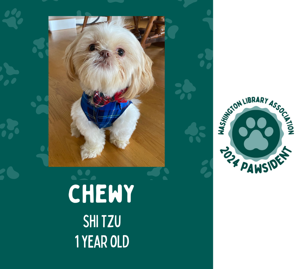 Chewy the Shi tzu