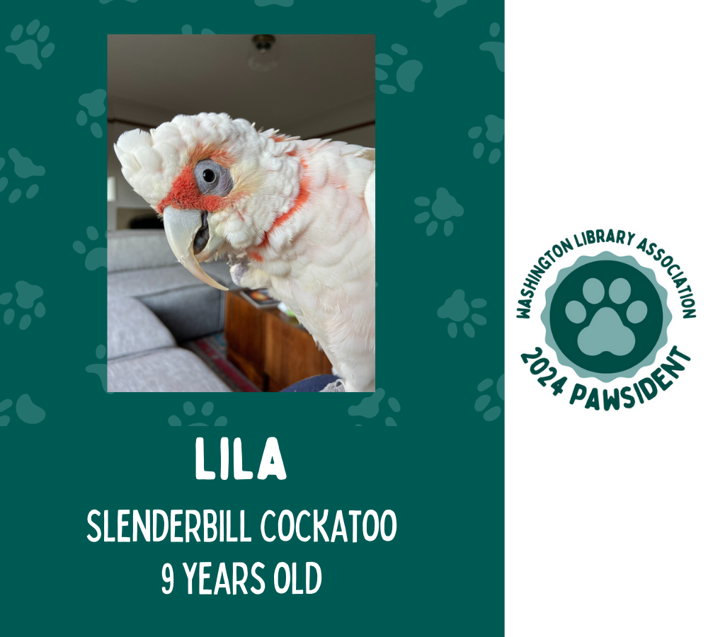 Lila the Slenderbill Cockatoo
