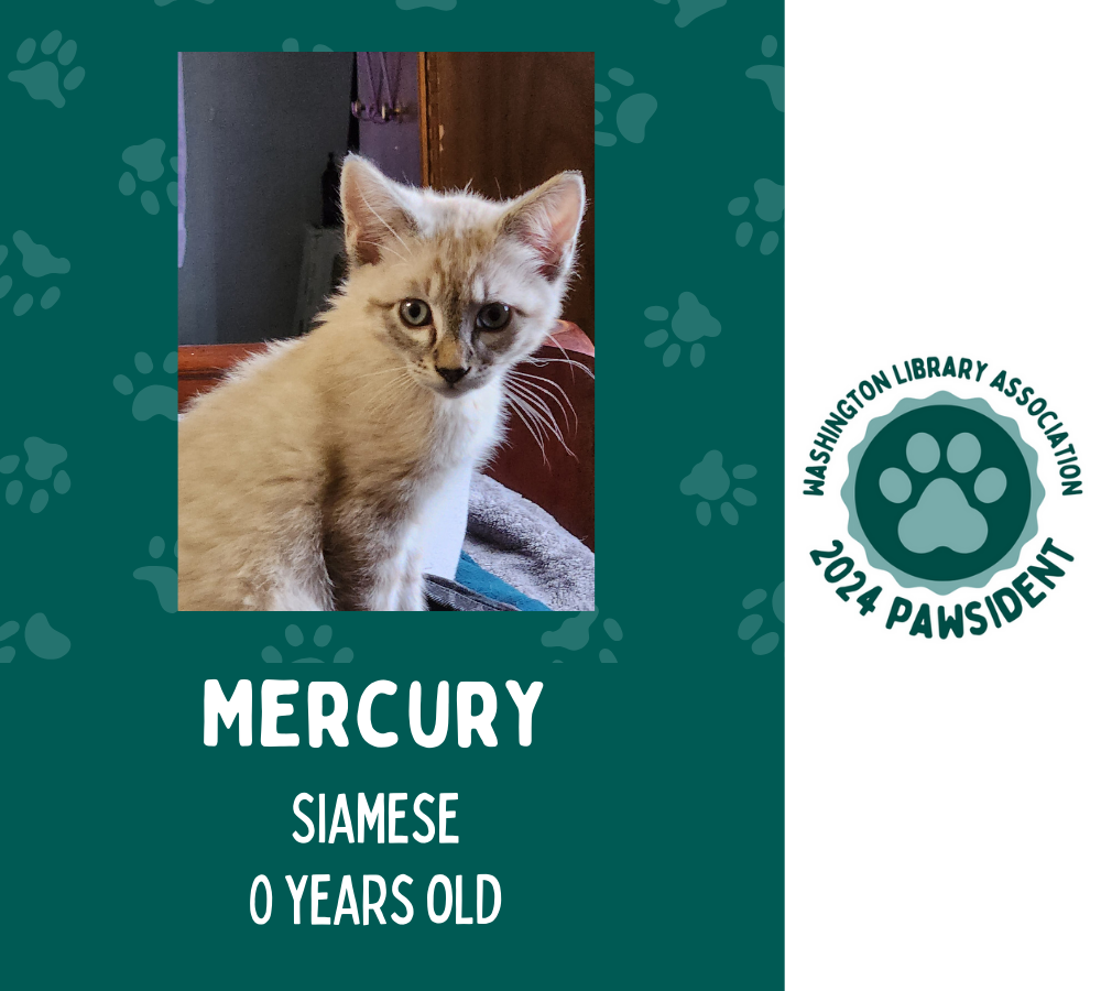 Mercury the Siamese cat