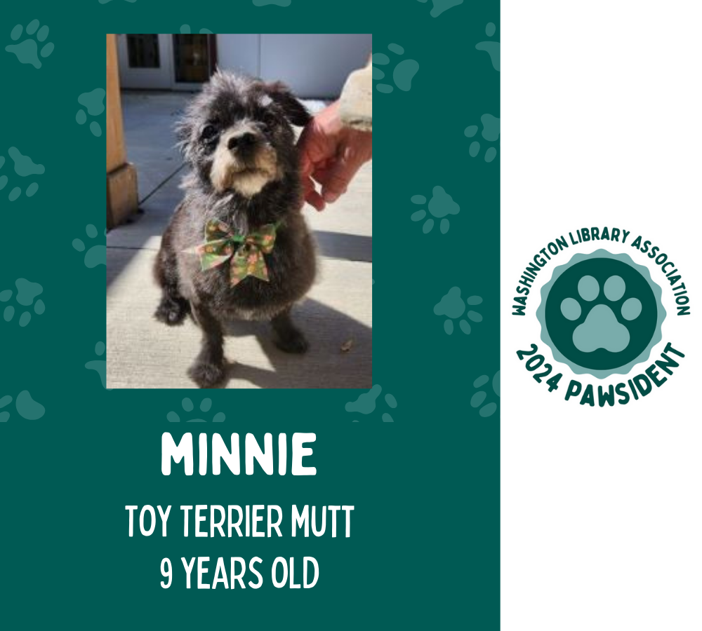Minnie the toy terrier mutt