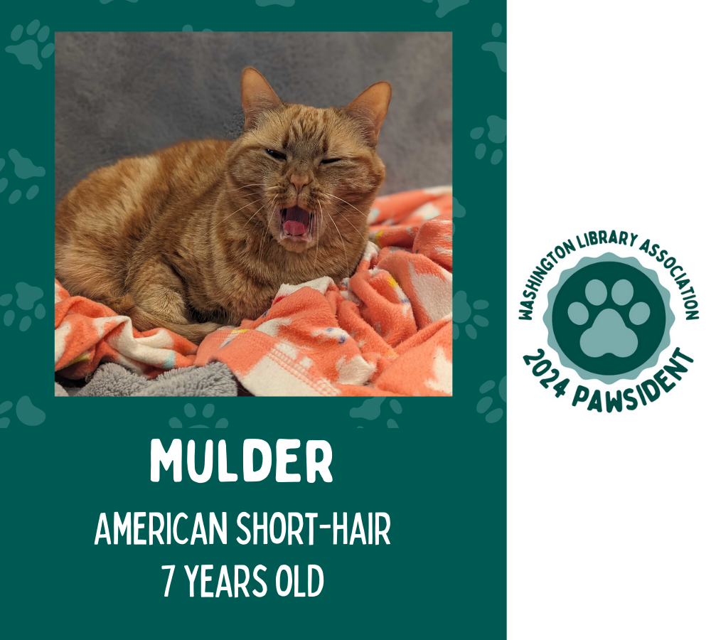 Candidate photo for Mulder, an orange, 8 year old American Shorthair cat