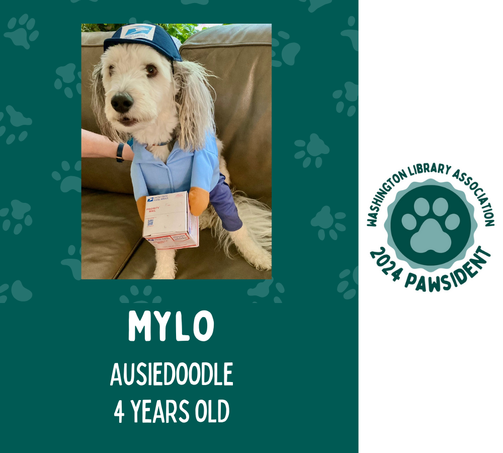 Mylo the AusieDoodle