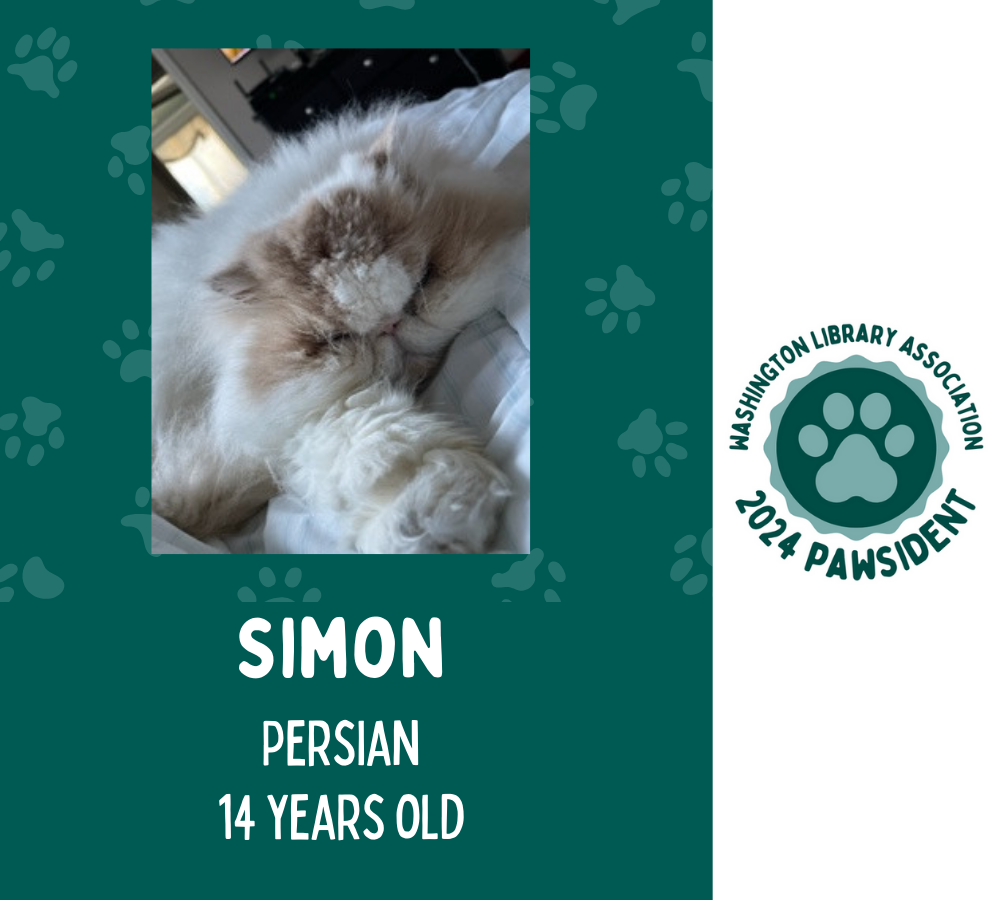 Simon the Persian cat