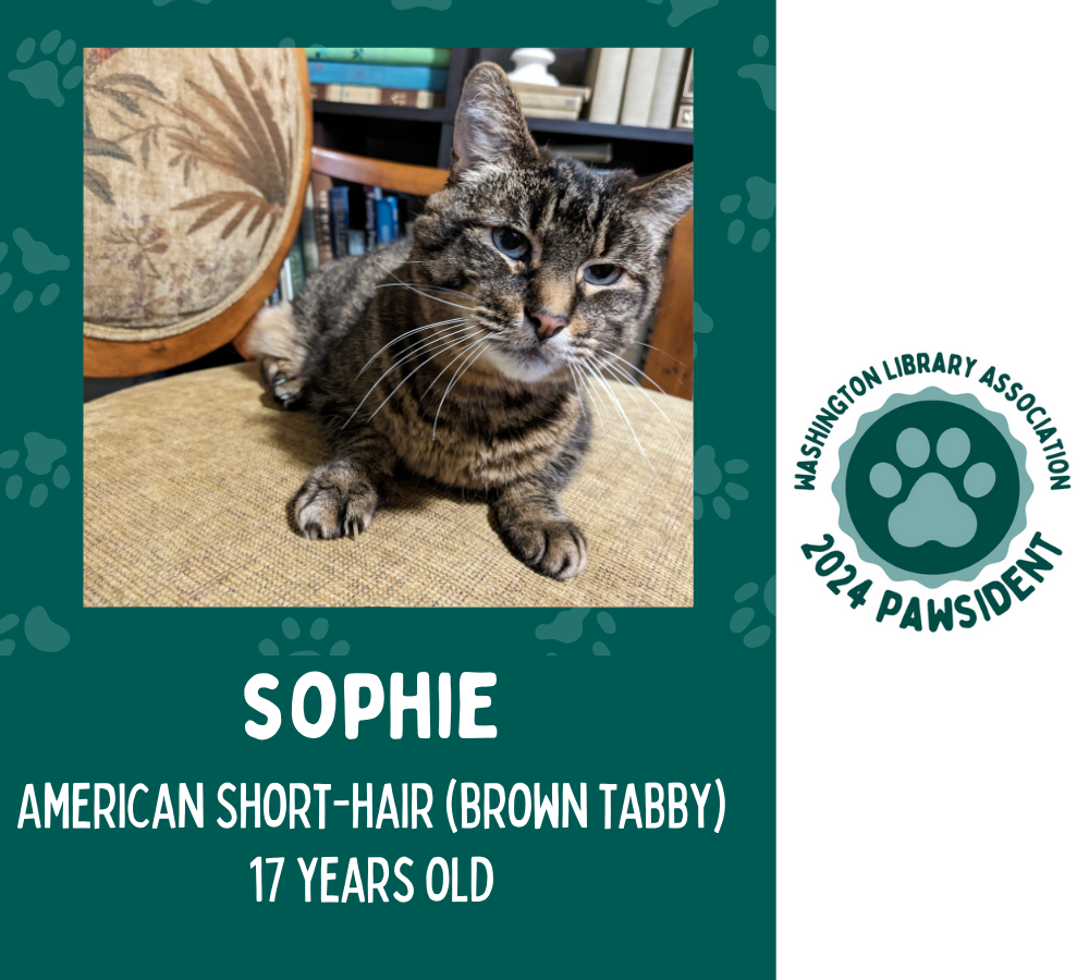 Sophie the American Short-Hair