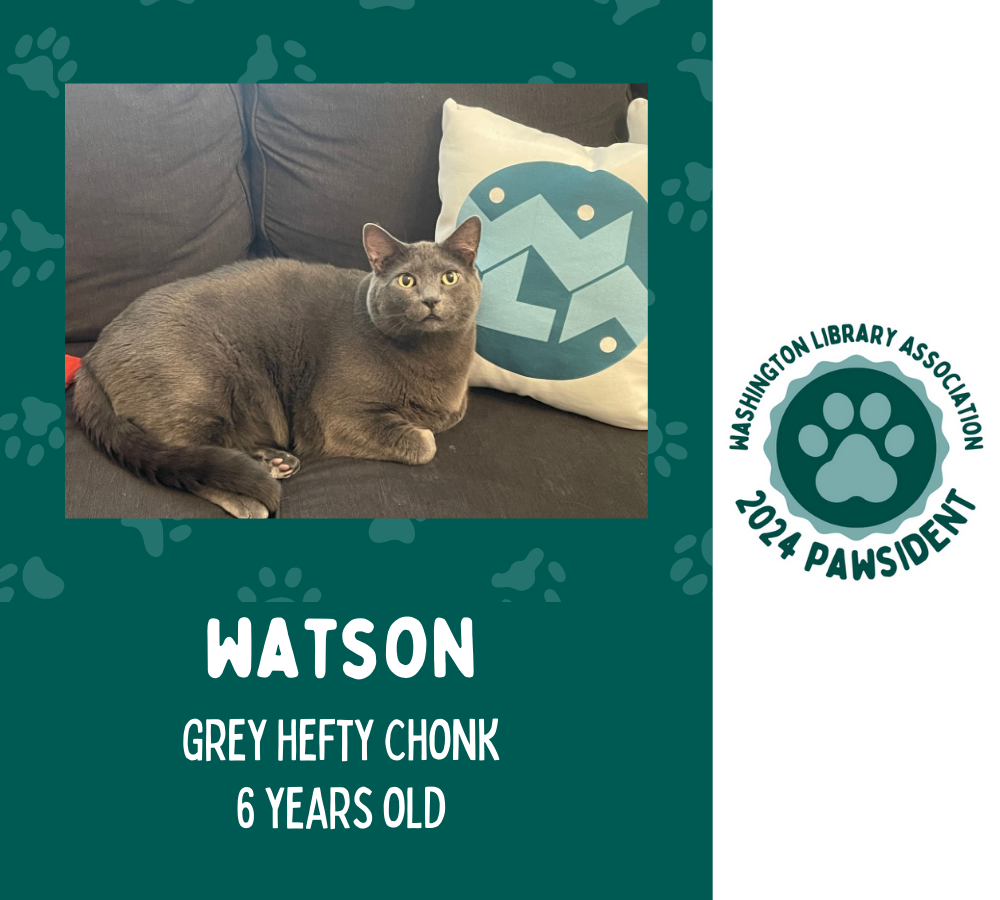 Watson the grey cat